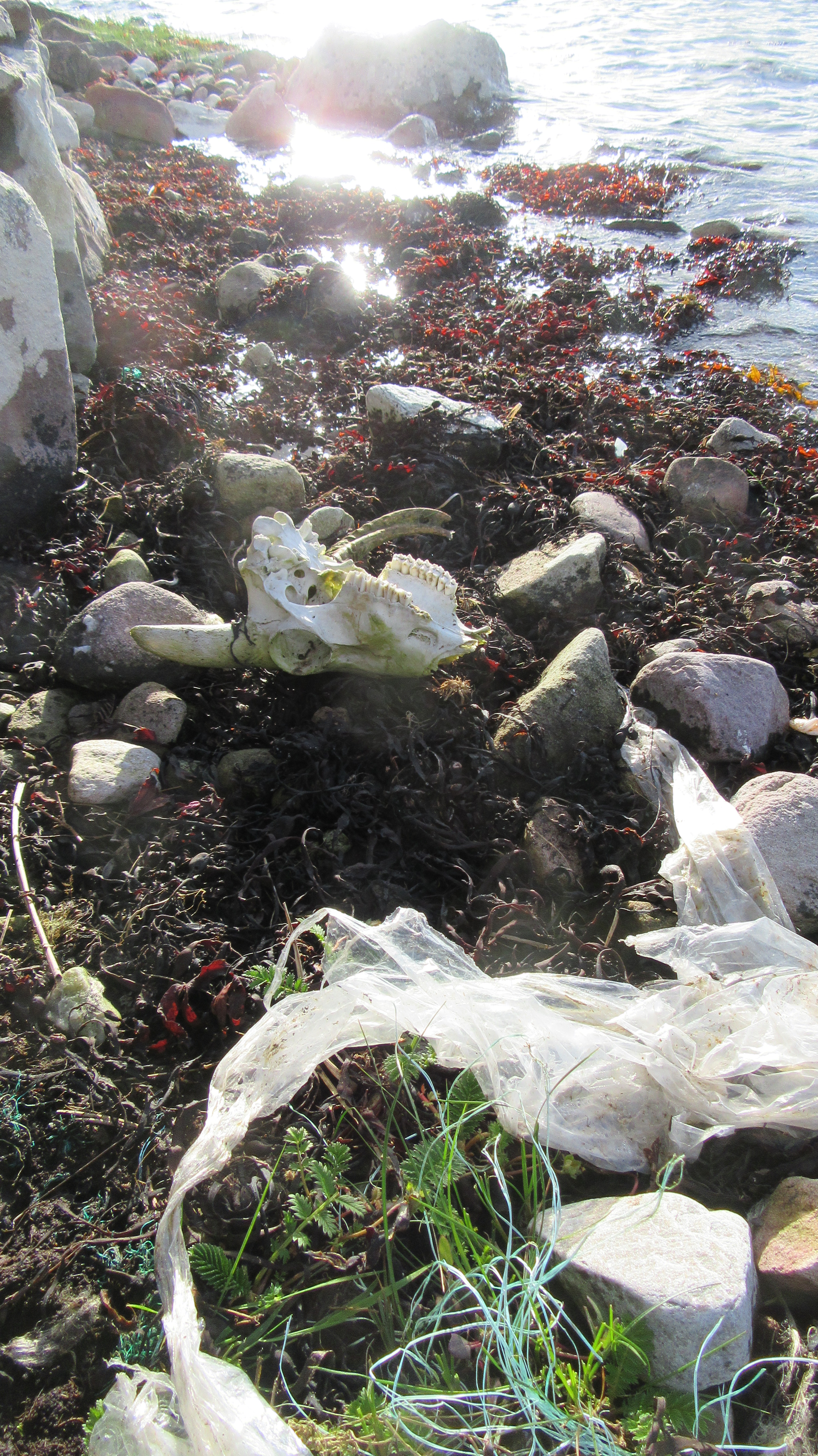 numb skull on the shore